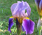 Iris - Végétaux pour l'enluminure